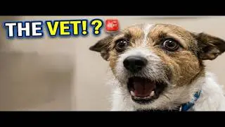 Dogs: The Moment They Realize They're Going to the Vet