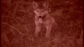 Palin's Wolf-Killing Program Results in 14 Wolf Pup Deaths