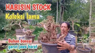 Jual cepat habisin stock || Bahan bonsai