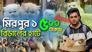 ৫০০ টাকায় বিড়াল | মিরপুর ১ বিড়ালের হাট | @DewanPets | Persian cat price in Bangladesh 