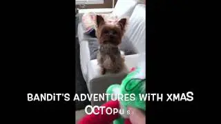 BANDIT & Octopus