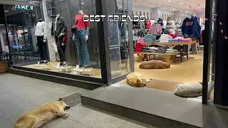 Stray Animals in Istanbul