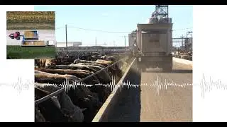 Closing Livestock Market Commentary with David Ericson Ag Optimus (10/30)