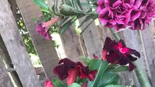 Um domingo com minhas plantinhas #rosadodeserto #bomdia 😍🥰