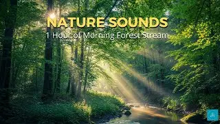 Morning Forest Stream 🌿 | 1 Hour of  Relaxing Nature Sound Therapy #asmr #innerpeace  #healing  #zen