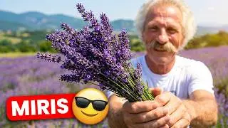 Tamnjanica & Lavanda