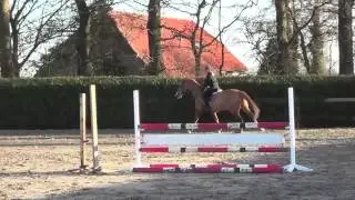 Global Equine: Horses for Sale - Lupicor Gelding