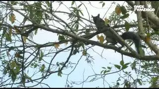 El libro rojo, Especies amenazadas - Jaguar, el señor de la noche