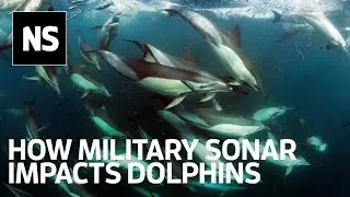 How military sonar impacts dolphin social dynamics