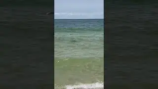 Wow! Another video of the sharks at Orange Beach this weekend 🦈 #shark #orangebeach #news #fox10news