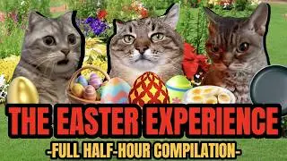 Cat MEMES: THE EASTER EXPERIENCE + FULL COMPILATION