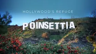 Black Hollywood's Refuge (Documentary)