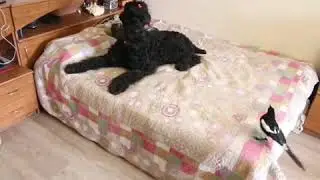 Вороний рэп 