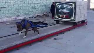 MAD MAX - WEIGHT PULL (Pit-Sport Cd. Juarez)
