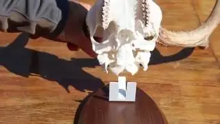 Фантастически доступный кронштейн для крепления черепа