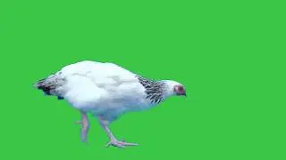 White hen green screen video effect.