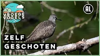 Witgat wipt met staart | Zelf Geschoten | Vroege Vogels