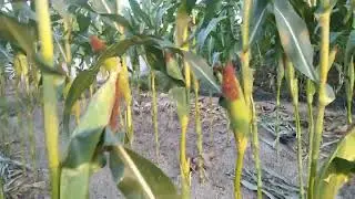 pengurangan daun pada tanaman jagung untuk mendapat hasil yang sempurna