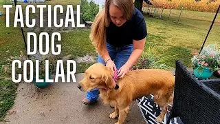 Heavy Duty Tactical Dog Collar Review