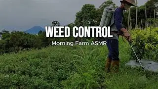 Calm Morning Farming ASMR | Weed Control with Natural Field Sounds | No Talking