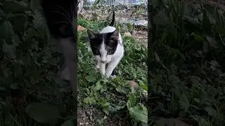 Trying to rescue a stray cat suffering from its injury #cat #kitten #catrescue