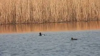 Lesser Scaups - North Pool - Skinflats - Forth - 22/3/22