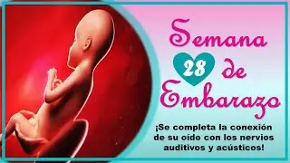 ❤️ SEMANA 28 DE EMBARAZO🤰 ❤️ ⏩ EMBARAZO SEMANA A SEMANA ⏩ Desarrollo y Evolución del Bebé 👶🏻