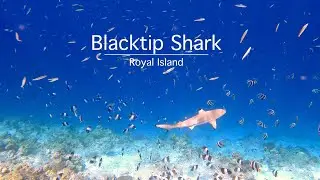 Blacktip Shark at Royal Island Resort and Spa : snorkeling in the Maldives