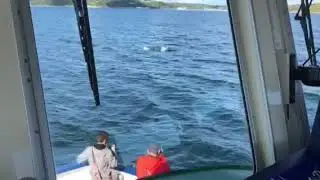 Bottlenose Dolphins @ Church Bay Rathlin Island