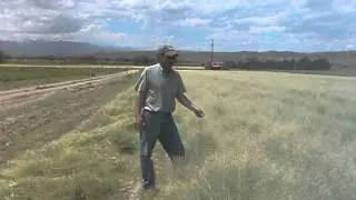 Indian ricegrass