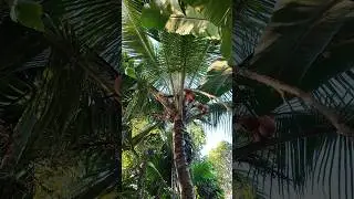 Village style manual coconut peeling with satisfying asmr sounds