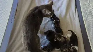 Some kittens are breaking away from the kitten pile to explore more