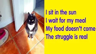 50 Funny Tweets By Curious Zelda That Will Instantly Make Your Day - cute cat