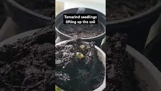 The Force of Nature - Growing Tamarind from Seed  #plants #nature #growyourownfood