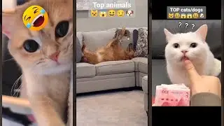 Cat Lover 😾 Cat videos Compilation 🐱 #HelloKittyCats #6078