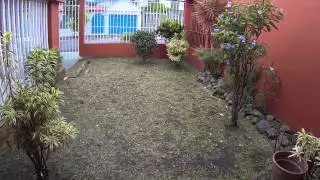 Badass Bird - Go Pro