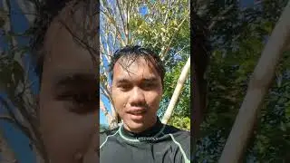 Forest Scent in Bolinao 