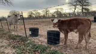 Peaceful Morning with the Cows 🐄🌾 | Farm Sounds & Birds | Texas Farm Life
