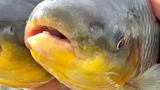 PESCA DE PIAUÇU NO PANTANAL VARA DE BAMBU, PARTE 1