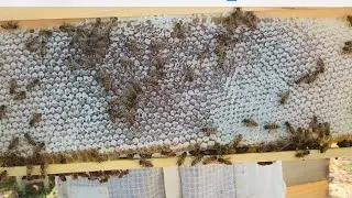 Harvesting & Processing Honey