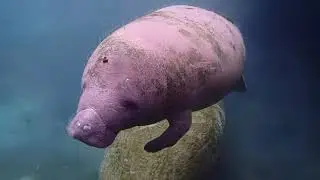 : Dive into Manatee Magic