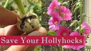 How to Save your Hollyhock Plants all Year + Collect Seeds !