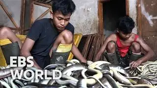 [ENG SUB] Deadly Snake Hunters Risk Their Lives For Survival In Java Indonesia #PICKDOCU
