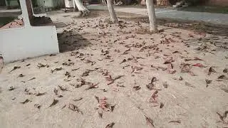 Rm college saharsa video saharsa news