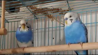 Peaceful #parakeets
