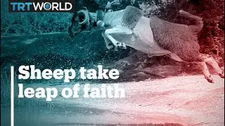 Sheep tested for 'loyalty' in centuries-old river-crossing competition