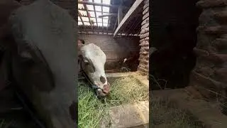 #sapi #fypage #sapijumbongamuk #fypシ゚viral #cow #sapimengamuk #sapigemuk #sapisimmental
