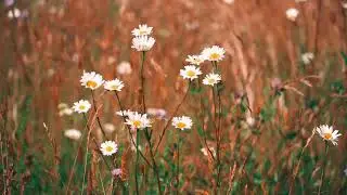 Ultra HD 4K Flower Beauty &ndash; Nature&rsquo;s Art