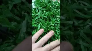 Сравнение искусственных заборов