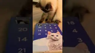Manal Barake - This Ragdoll Can&rsquo;t Wait to Open Her Advent Calendar!